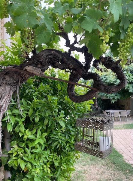 Chambres D'Hotes La Soulenque Luxury B & B Capestang Dış mekan fotoğraf